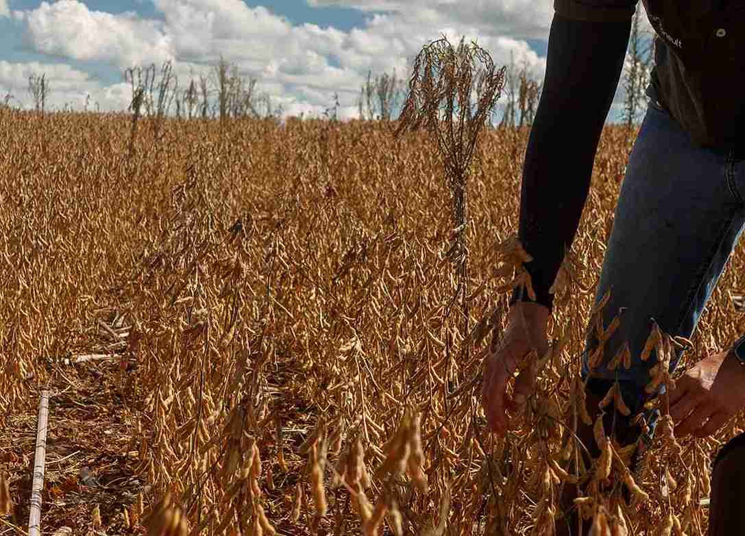 Agroconsult estima safra brasileira de soja em 184,7 milhões de toneladas
