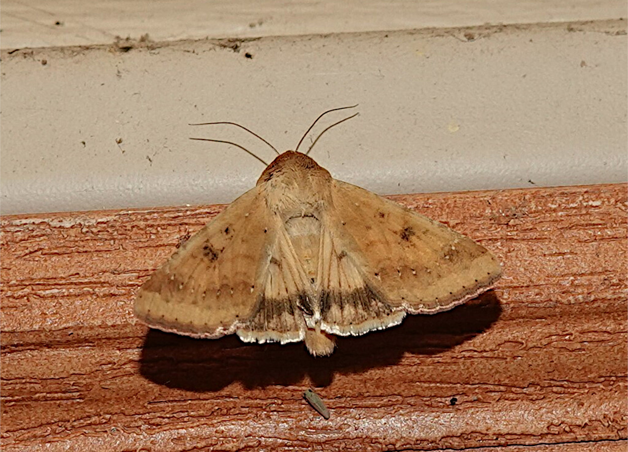 Foto: Rebekah D Wallace, University of Georgia