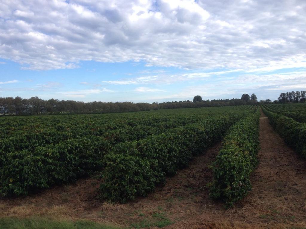 Cafeicultores paulistas e mineiros aderem a novas tecnologias de nutrição via fertirrigação