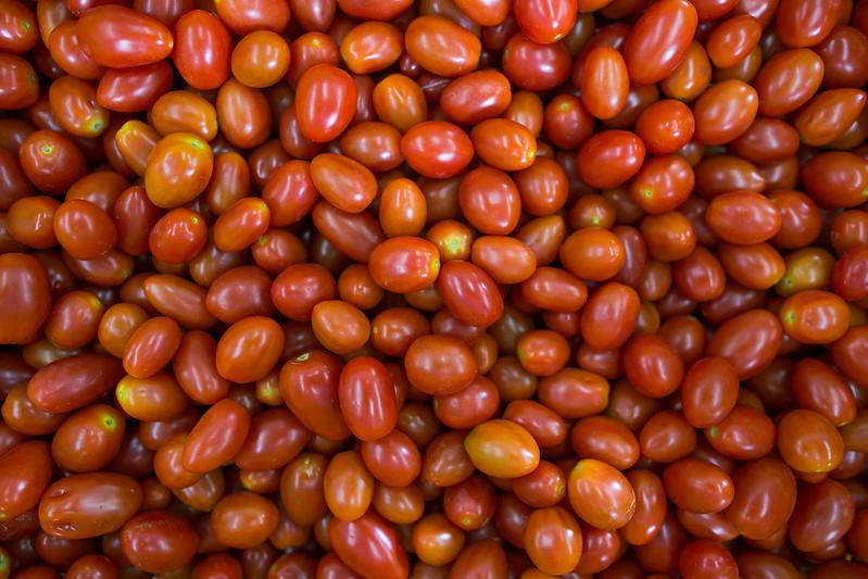 Produtos para fertirrigação promovem padronização de frutos de tomate