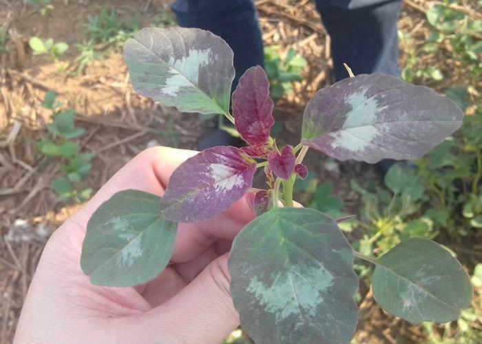 Controle cultural e químico no combate ao Amaranthus palmeri