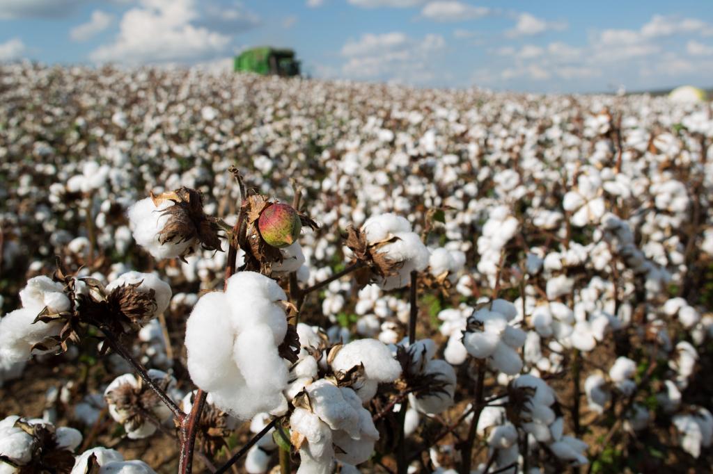 Indicador do algodão segue estável mesmo com demanda enfraquecida