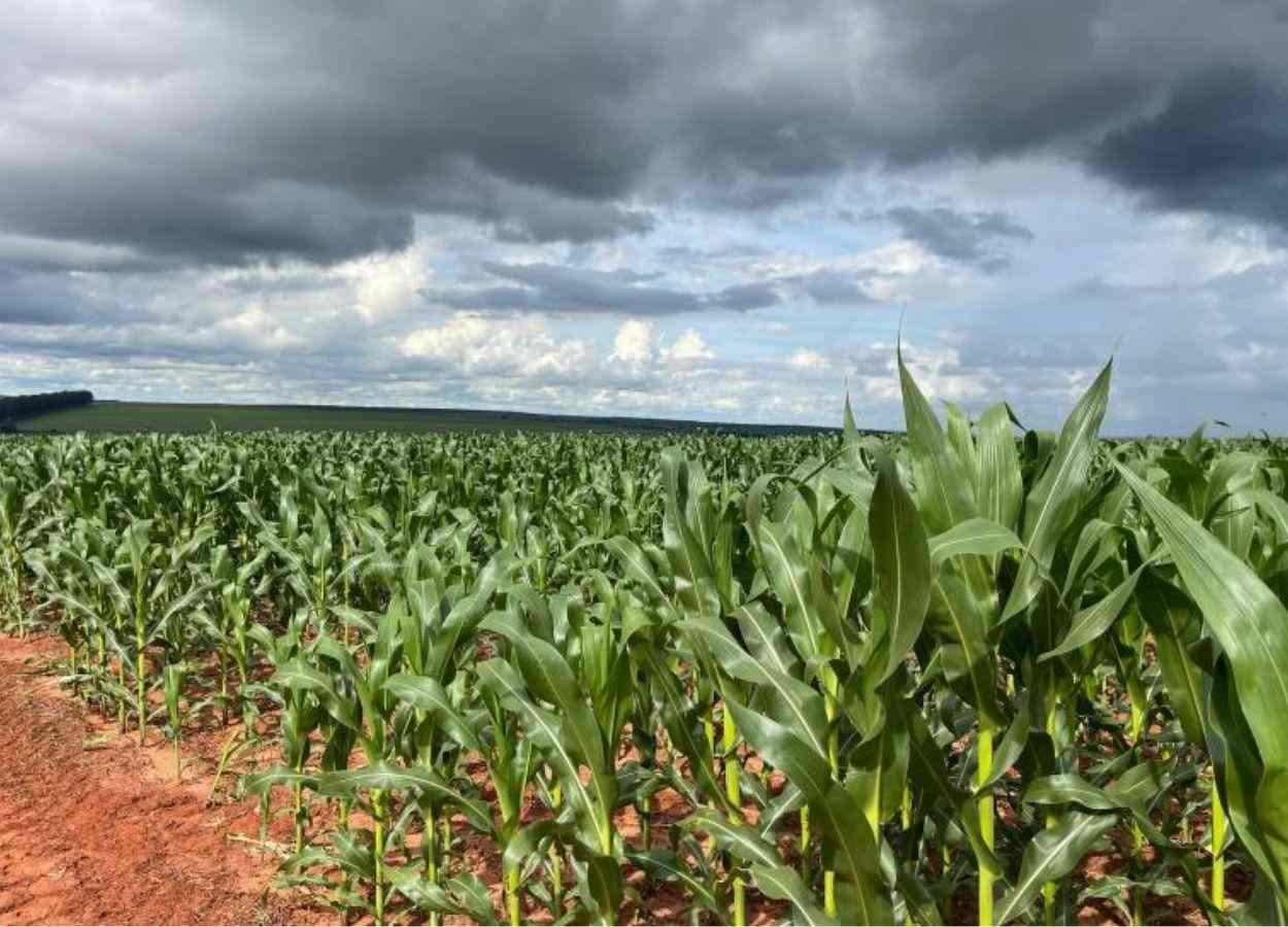 MS Safra 2025/26: milho mantém bom potencial produtivo