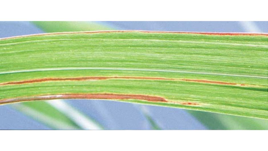 Sintomas necróticos de escaldadura em folhas de cana-de-açúcar; foto: J-H Daugrois; fonte:&nbsp;Aerial Contamination of Sugarcane in Guadeloupe by Two Strains of Xanthomonas albilineans,&nbsp;June 2003,&nbsp;European Journal of Plant Pathology 109(5):445-458