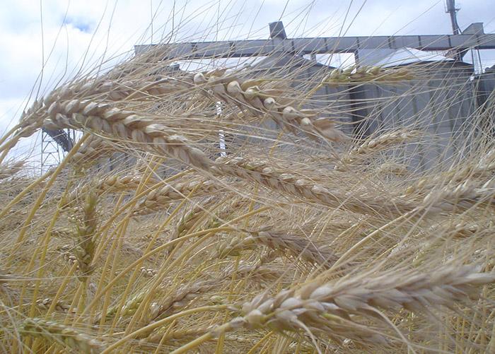 Cooperativas apontam fatores climáticos como principal desafio para o trigo