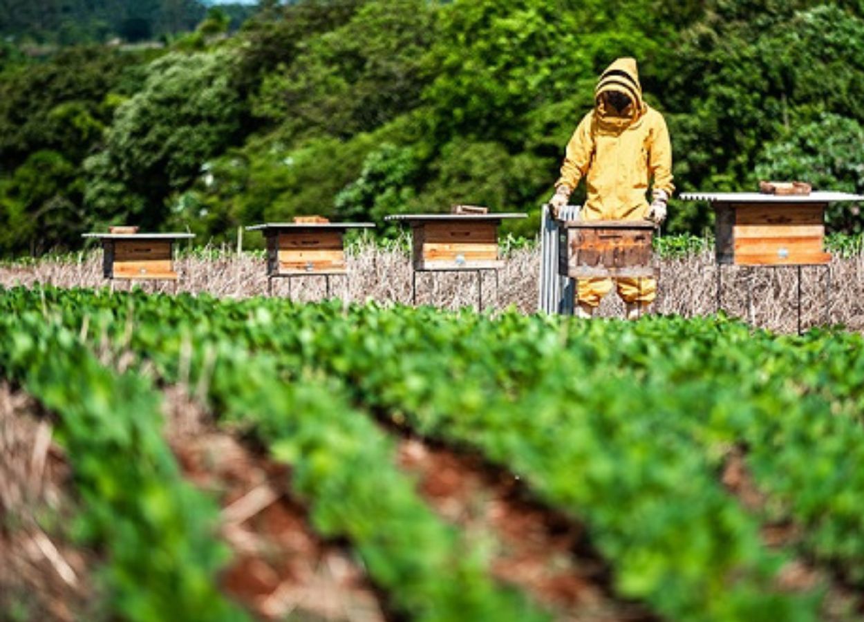 Integração entre soja e abelhas abre Simpósio da Agricultura em Mato Grosso do Sul