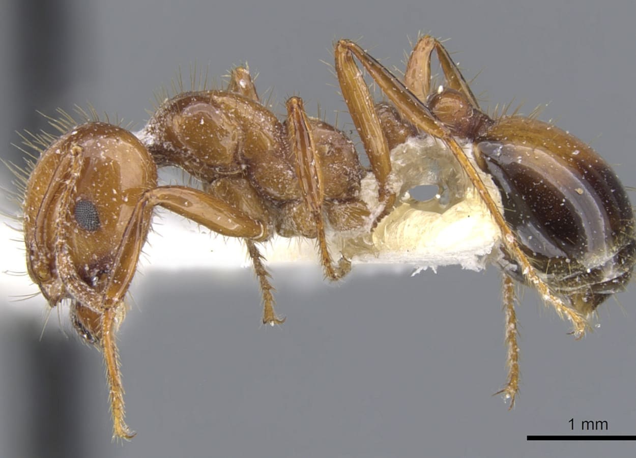 红火蚁(Solenopsis invicta) - Revista Cultivar