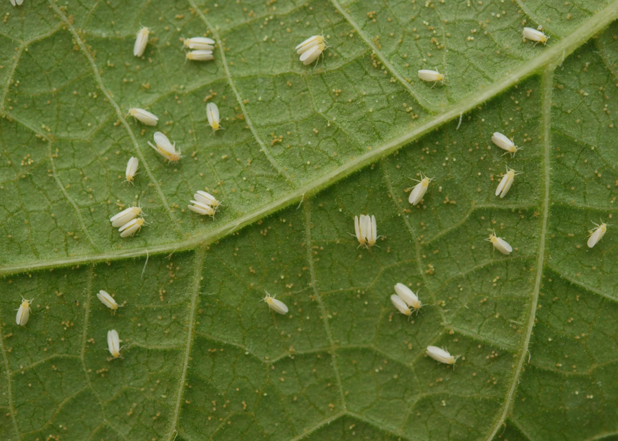Fungo Clonostachys rosea é eficiente contra o mofo-branco e a mosca-branca