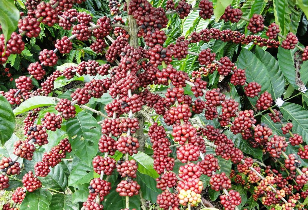 Seminário discute desenvolvimento da cafeicultura no Acre