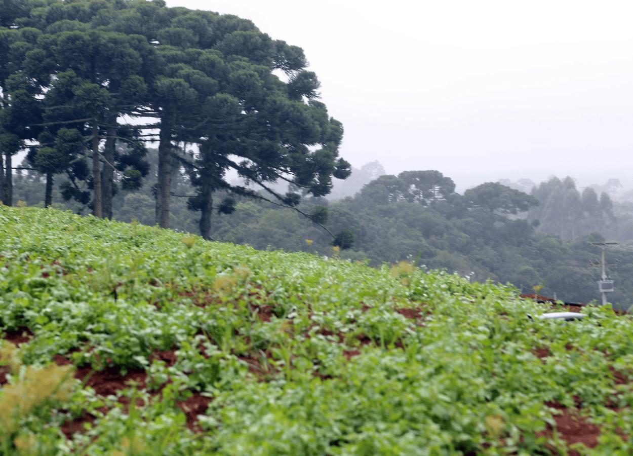 Chuvas prejudicam a produção de olerícolas no Paraná