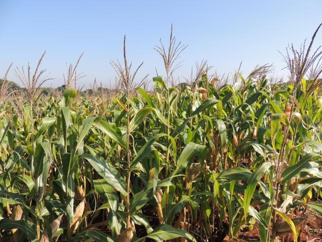 Viabilidade econômica do milho safrinha 2020 em Mato Grosso do Sul