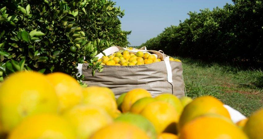 Safra de laranja em SP e MG se encerra em 386,79 milhões de caixas