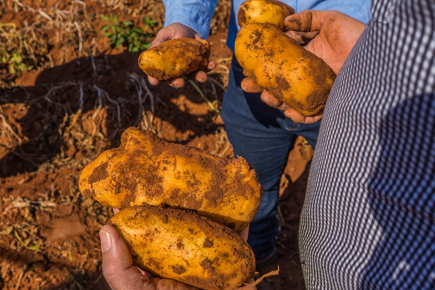 Produtos biotecnológicos estimulam crescimento e aumentam produtividade no cultivo de batatas