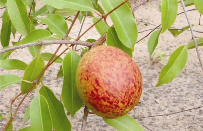 Frutas do Nordeste viram base de cosméticos e fármacos