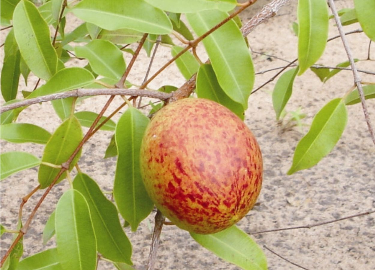 Frutas do Nordeste viram base de cosméticos e fármacos