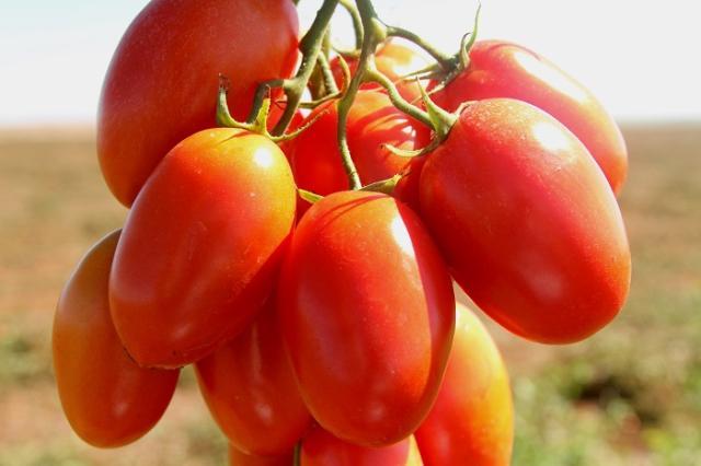 Fitopatologia e híbrido BRS Sena são destaques de Congresso de Tomate Industrial