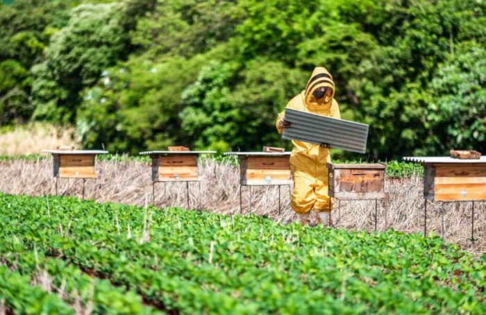 Projeto integra sojicultores e apicultores no Pampa Gaúcho