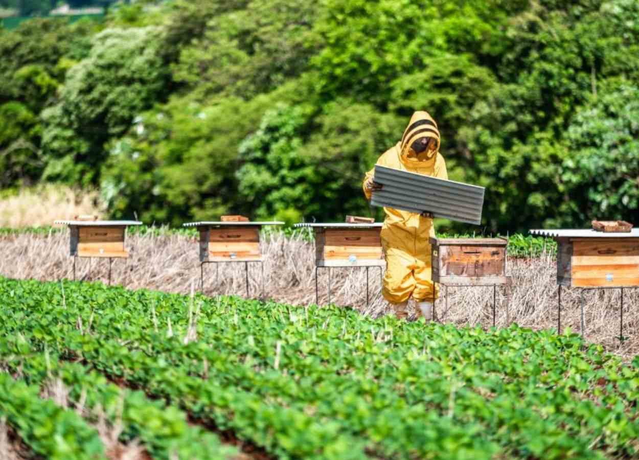Ce projet intègre les producteurs de soja et les apiculteurs de la région de la Pampa, dans l'État du Rio Grande do Sul.