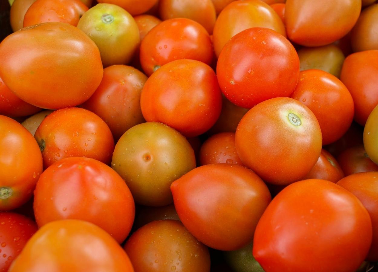 Conab aponta queda de 15,85% no preço do tomate