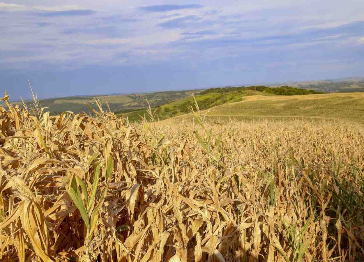 Le Paraná déclare l'état d'urgence en raison d'une sécheresse prolongée