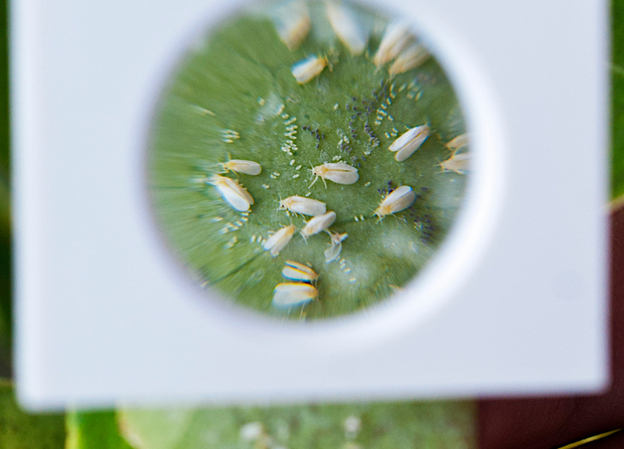 Foto: Syngenta