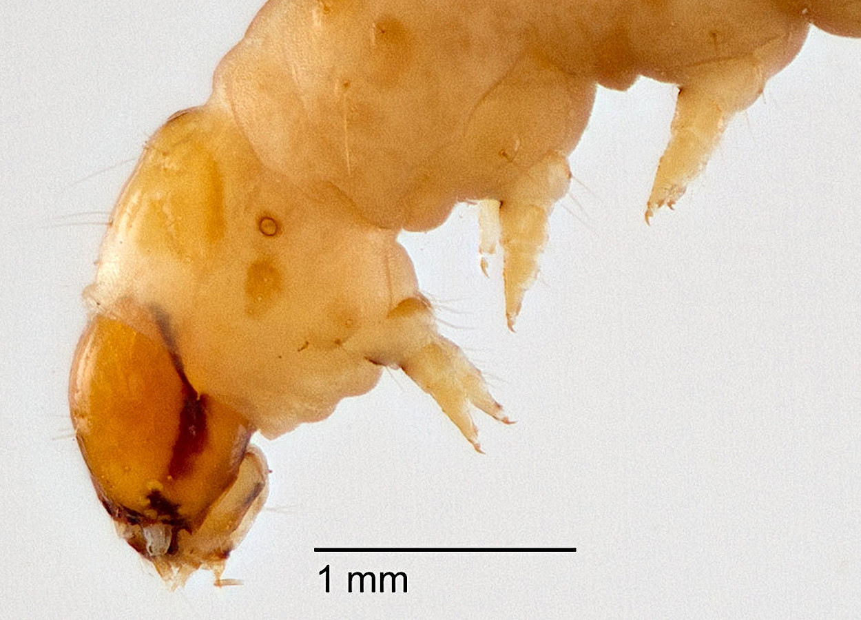 Foto: Todd Gilligan / USDA APHIS PPQ - Bugwood