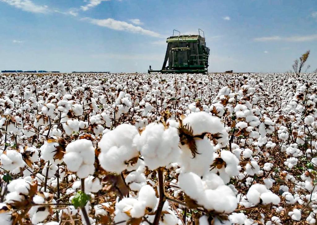 Alta produtividade e qualidade de fibra marcam o fechamento da safra 2020/2021 para o algodão da Bahia