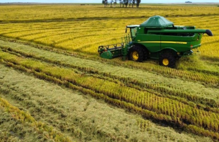 Rio Grande do Sul has 44% of the harvested rice area