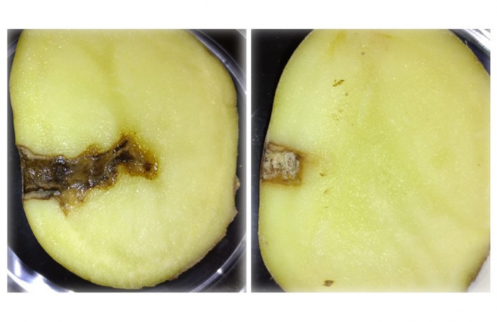 Peptídeo cíclico avança no controle de Phytophthora infestans