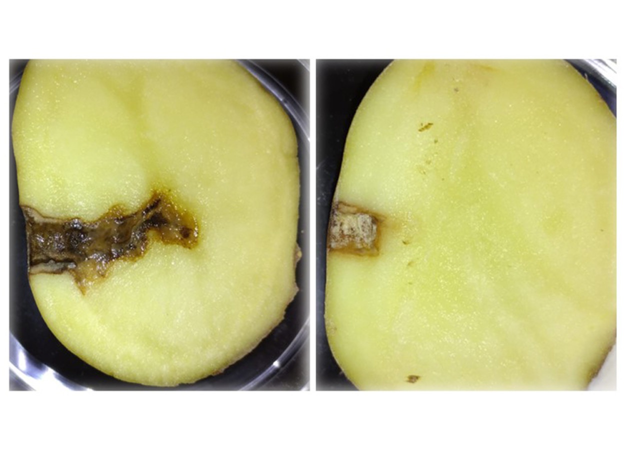Peptídeo cíclico avança no controle de Phytophthora infestans