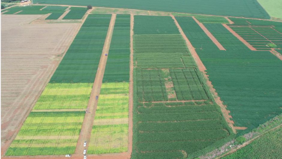 Figura 2: imagem do campo experimental na safra 2022/2023, em Gameleira de Goiás – GO; capturada por Pereira, W. J. (2022)