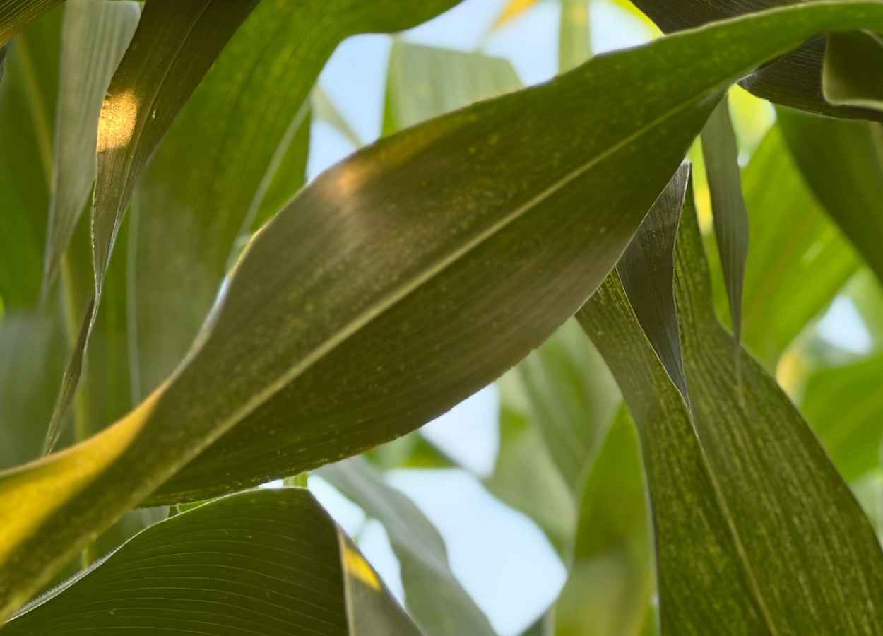 Exsudatos e micróbios promovem interações benéficas