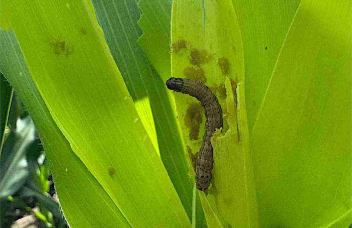 Spodoptera frugiperda perde sensibilidade a inseticida na Argentina