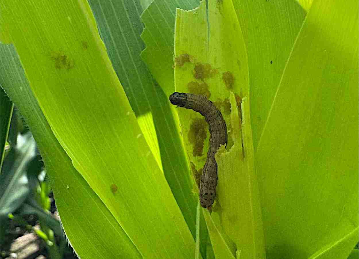 Spodoptera frugiperda perde sensibilidade a inseticida na Argentina