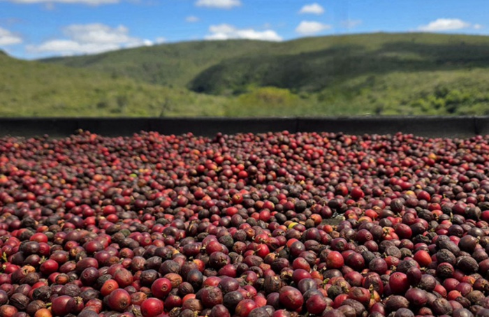 Embrapa lança painel com dados sobre a cafeicultura brasileira