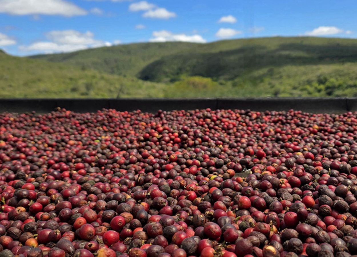 Embrapa lança painel com dados sobre a cafeicultura brasileira