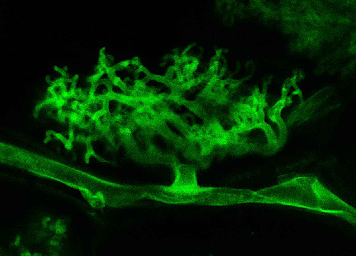 Foto:&nbsp;Hector Montero, CC BY-SA 2.0