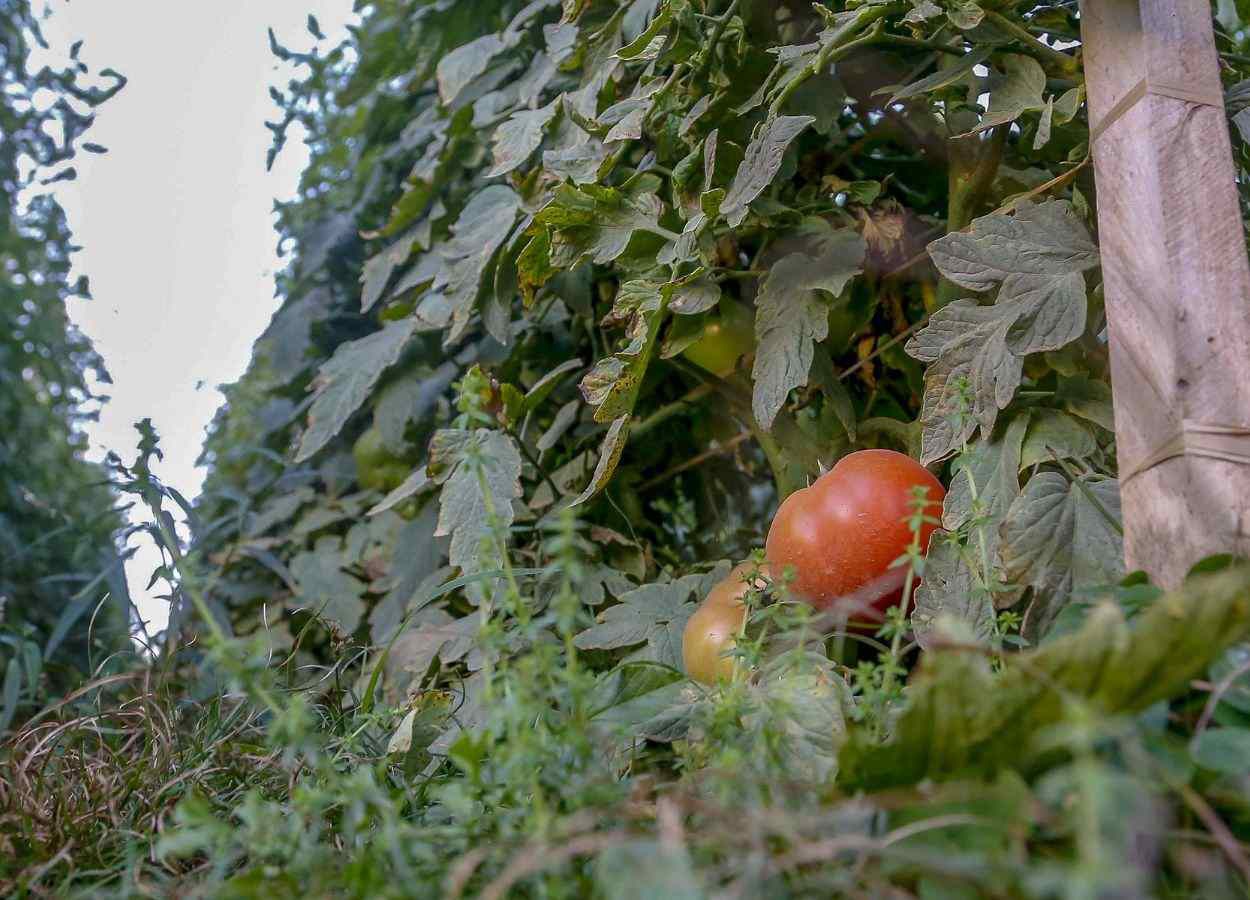Begomovirus é confirmado como causa de virose no tomate no PR