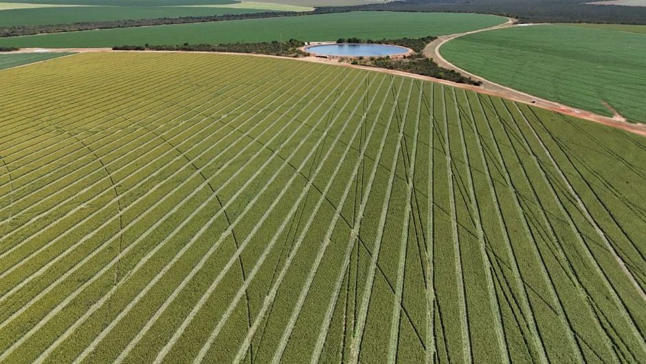Imagem aérea feita por drone de um campo de produção de sementes, localizado na Fazenda São João no município de Luís Eduardo Magalhães (BA)