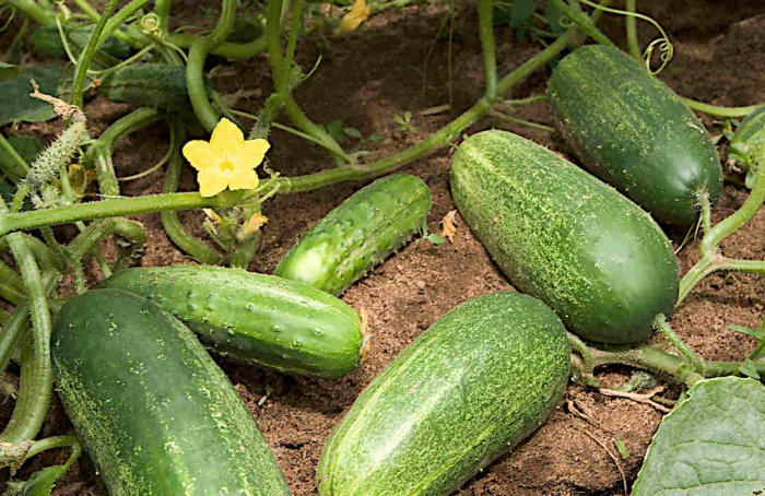 Mutação silenciosa explica domesticação do pepino