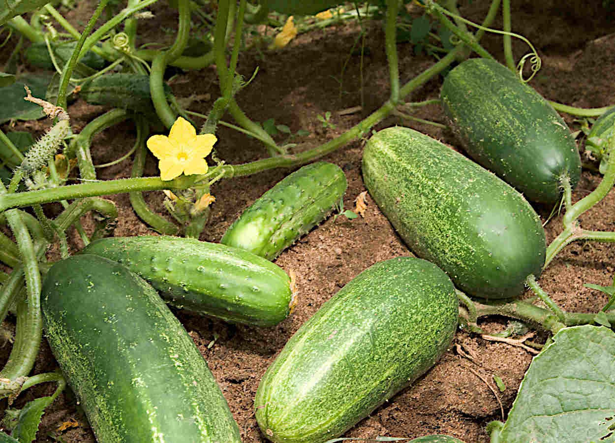 Mutação silenciosa explica domesticação do pepino