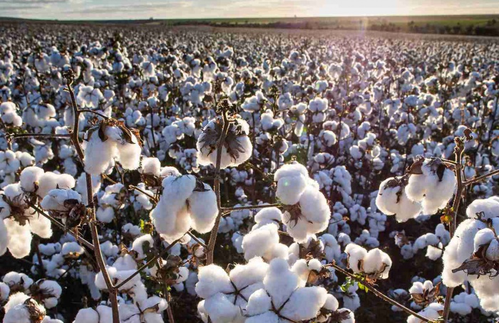 Micronutrientes ganham papel central na produtividade do algodão