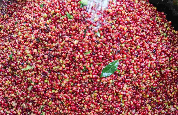 Indonésia aponta para recuperação de safra, mas déficit global de café persiste em 2024-25