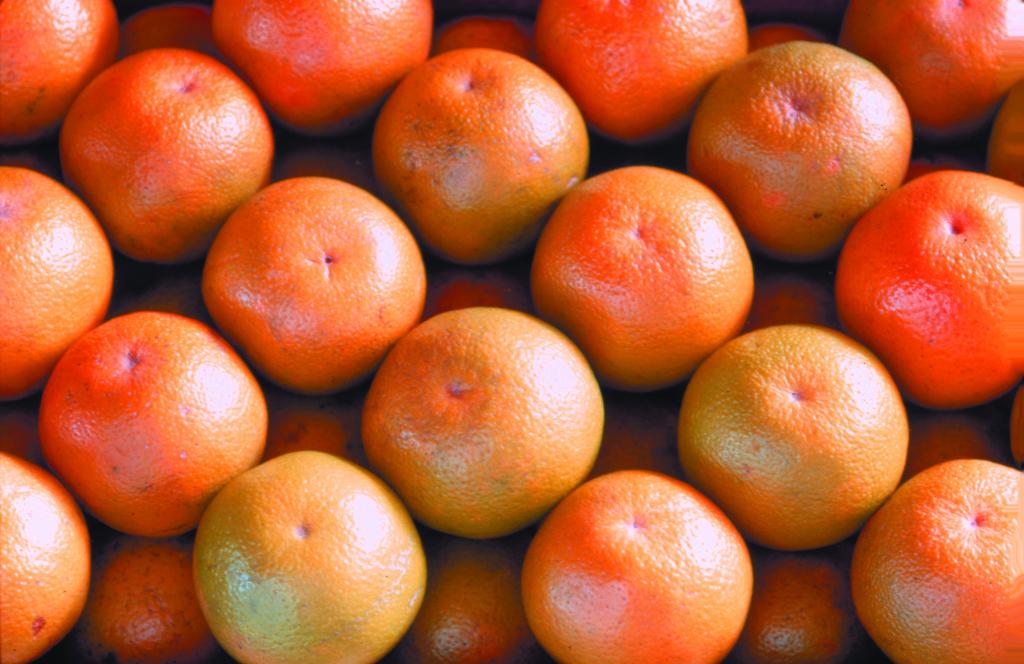 Safra de laranja 2018/2019 é reestimada em 284,88 milhões de caixas