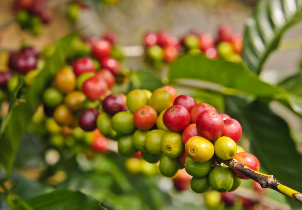 Dez países contarão com sistema integrado de alerta precoce para combater a ferrugem do café