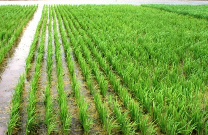 RS Safra 2025/26: semeadura do arroz entra na fase final