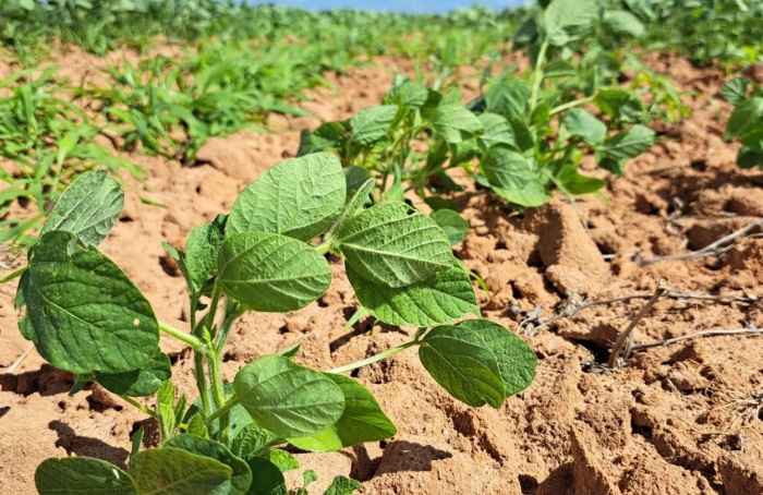 Bahia adota divisão regional para vazio sanitário e plantio da soja