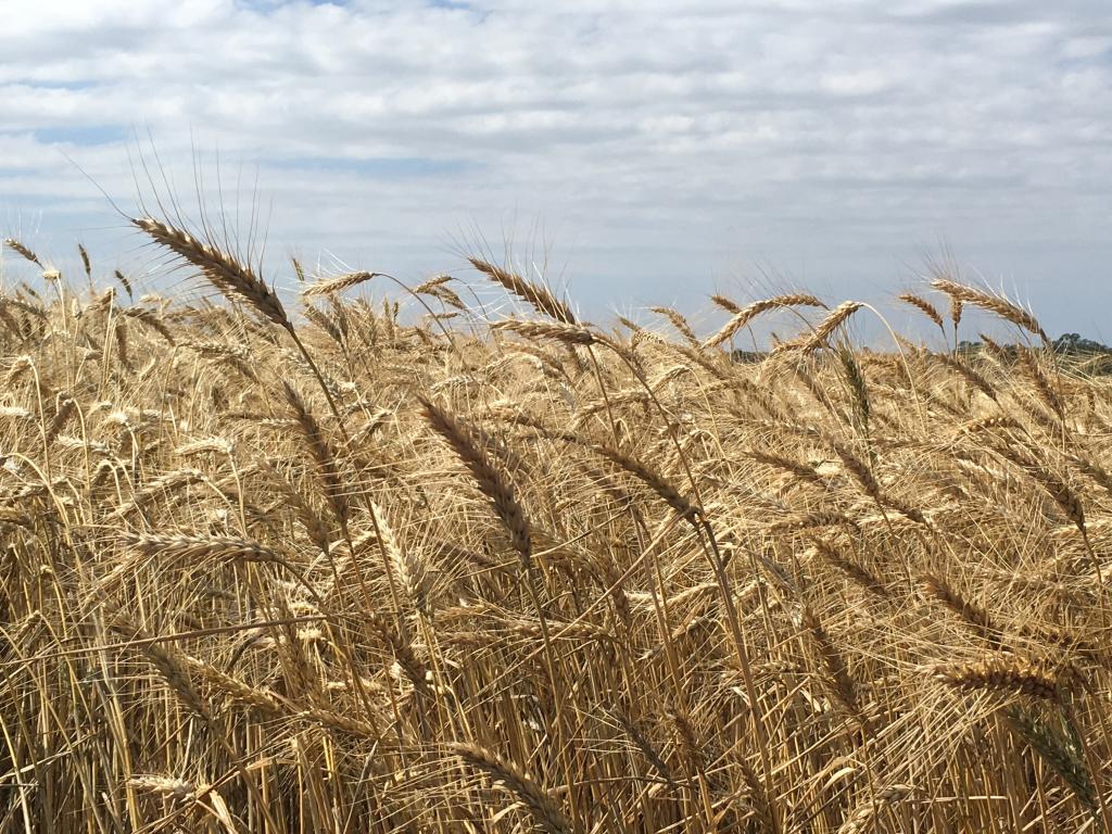 Seca prolongada prejudica semeadura do trigo no norte do Paraná