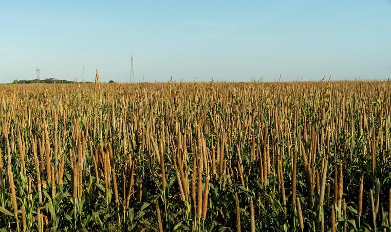 Milhetos graníferos promovem ao produtor rural aumento de lucratividade e de qualidade do solo