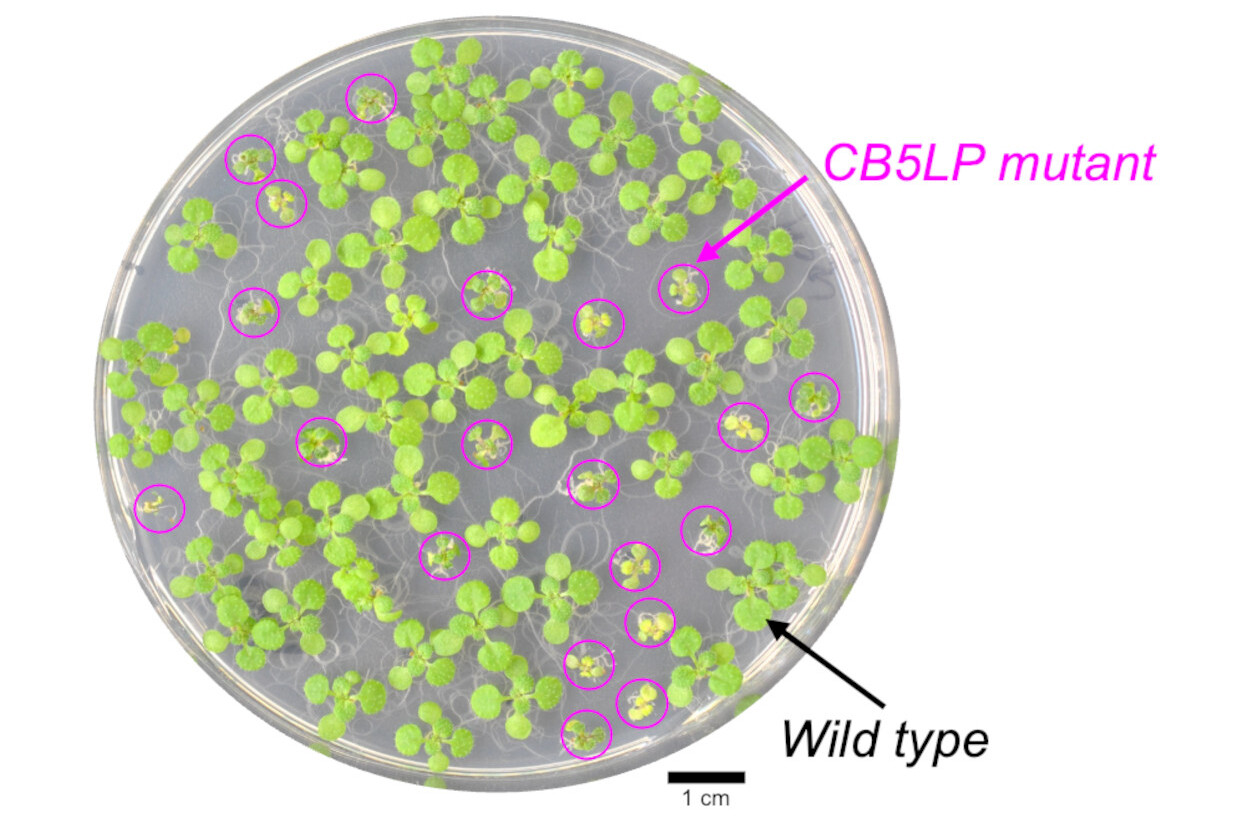 Biólogos do Laboratório Brookhaven modificaram plantas de <i>Arabidopsis</i> para produzir menos proteína semelhante ao citocromo b5 (CB5LP). Com duas semanas de idade, as plantas mutantes CB5LP (circuladas em magenta) eram visivelmente menores do que suas contrapartes selvagens, indicando que a CB5LP é essencial para o crescimento e desenvolvimento típicos das plantas - Imagem: Laboratório Nacional Brookhaven